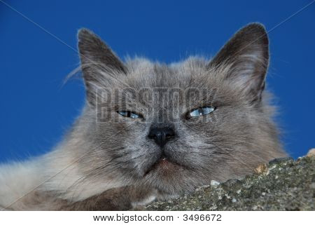 Doven kat