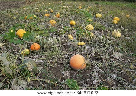 Pile Of Small Cute Pumpkins At Pumpkin Patch