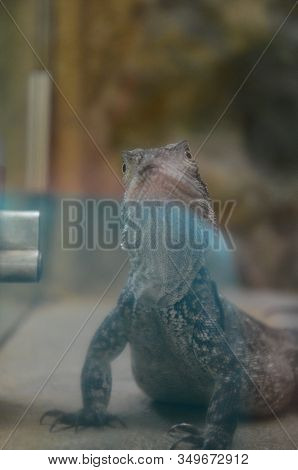 Australian Native Jacky Dragon Lizard, Amphibolurus Muricatus
