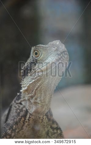 Australian Native Jacky Dragon Lizard, Amphibolurus Muricatus
