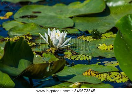Beautiful White Water Lily And Green Liliy Pads On The Water, Delta Dunarii, Danube Delta, Romania
