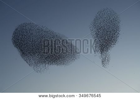 Beautiful Large Flock Of Starlings. During January And February, Hundreds Of Thousands Of Starlings 