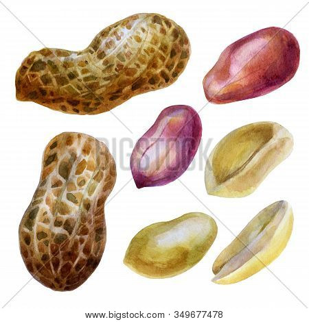 Watercolor Illustration. Peanut. Inshell Peanuts, Peeled Peanuts, Peanut Grains In The Husk.