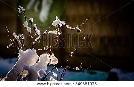Game Of The Sun On A Winter Rose Hip With Lumps Of Snow On A Clear Frosty Day