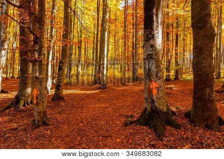 Beautiful View Of A Forest With Trees And Foliage Autumn Leaves, Sfanta Ana, ‎harghita County, Roman