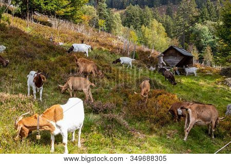 Grazing Herd Of Goats  On A Multi Colored Hill Nearby Menzenschwand, Black Forest, Germany