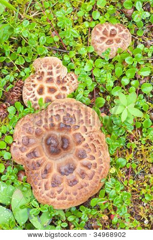 Bardeaux hérisson aux champignons qui poussent sur le sol forestier
