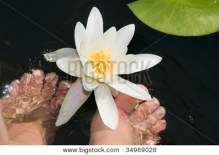 Nymphaea Alba i en have