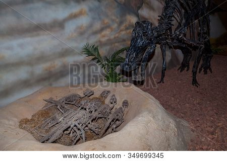 A Display Of A Mother Psittacosaurus Dinosaur Skeleton Watching Over Its Babies In A Nest.