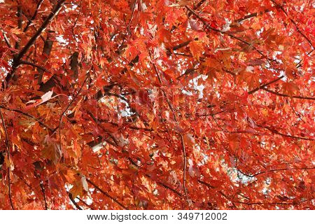 Beautifull Tree Full Of Red And Orange Leaves During Autumn In Chicago, Illinos, Us.