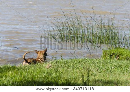 Dog Seen From The Back, Entering The Water, Cooling Off On The Shore Of The Rio De La Plata, Silver 