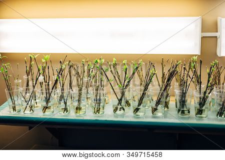 Cuttings Of Poplar Plants Standing In Water Or Phytohormone Solution For Root Growth