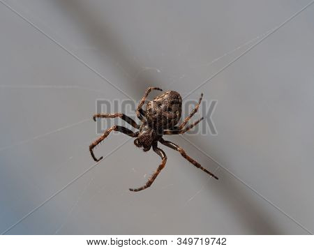 Garden Spider In Its Web