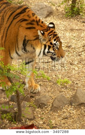 Ussuriisk Tiger