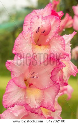 Pink Gladioles Gladiolus Flower. Raindrops On Flower. Spring Garden With Gladioles. Raindrops On Flo