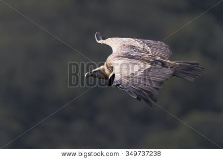 Griffon Vulture (gyps Fulvus) Flying Over River Tajo At Monfrague National Park