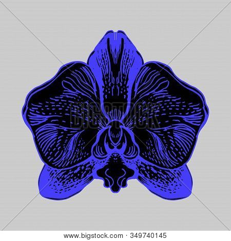 Fantastic Flower Of Orchid In Phantom Blue Isolated Oh Grey Bacground. Bright Manual Graphic. Hand D