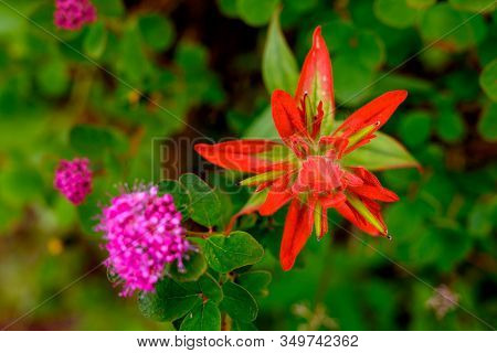 Focus Stack Of Orange Indian Paintbrush Bloom In Alpine Meadow