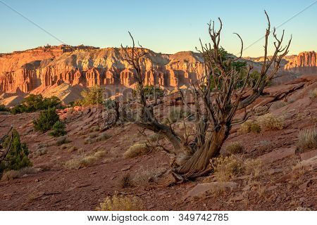 Gnarly Dry Tree In Colorful Desert At Sunset