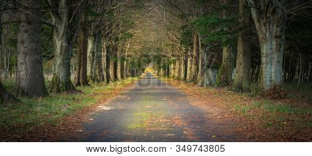 Magical Tunnel And Pathway Through A Thick Forest With Sunlight. The Path Framed By Bushes. Dramatic