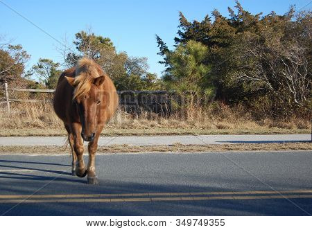 Wild Horse Enjoying A Sunny Day On Assateague Island, Maryland.