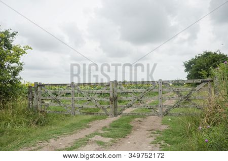 Tranquera Closing The Entrance To A Sunflower Plantation, In Summer, Under A Cloudy Sky. Chascomus, 