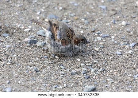 House Sparrow Dust Bathing At Delta Bc Canada