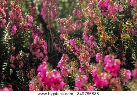 The Picture Shows A Bee That Pollinates The Purple Blossoms Of A Plant Known As Alpine Heath (decemb
