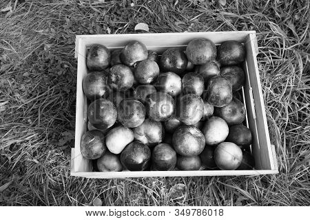 Farming Concept. Apples Red Ripe Fruits In Wooden Box On Grass. Apple Harvest Concept. Ripe Organic 