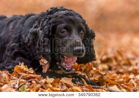 Beautiful Black Young Cocker Spaniel Playing In An Autumn Landscape With Copper Dry Fallen Leaves,sf