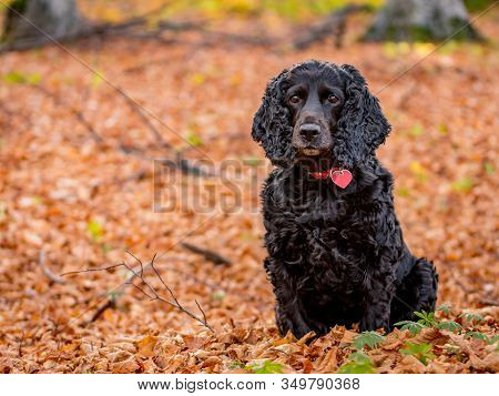 Beautiful Black Young Cocker Spaniel Playing In An Autumn Landscape With Copper Dry Fallen Leaves,sf