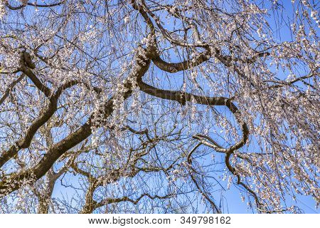 Cherry Tree Against Blue Sky In Tokyo, Japan