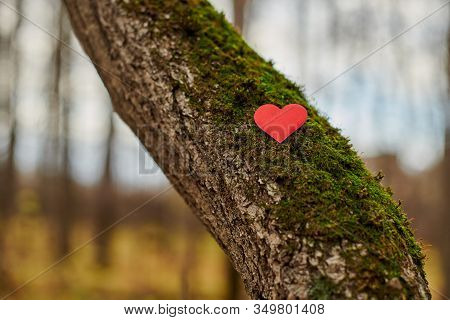 Heart On Tree. Save Forest And Nature. Environment Protection Symbol, Copy Space. Deforestation Or A