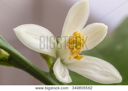 Delicate White With A Purple-pink Shade Flower Of Citrus Plant Meyer Lemon, C. Meyeri. Citrus Blosso