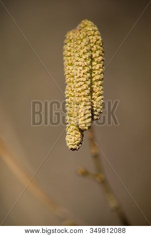 Brown (or Also Amentum) Is An Inflorescence, Where Sessile Flowers Are Crowded On A Spindle.