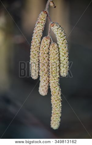 Brown (or Also Amentum) Is An Inflorescence, Where Sessile Flowers Are Crowded On A Spindle.