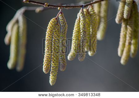 Brown (or Also Amentum) Is An Inflorescence, Where Sessile Flowers Are Crowded On A Spindle.