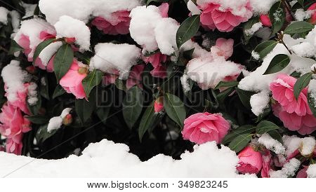 Pink Camellia Flowers Covered In Snow In The Cold