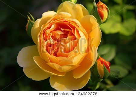 romantisch rose 
