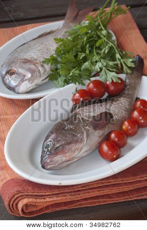Grouper i Dentex