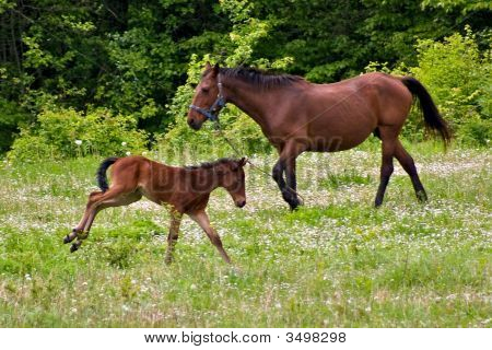 Paard
