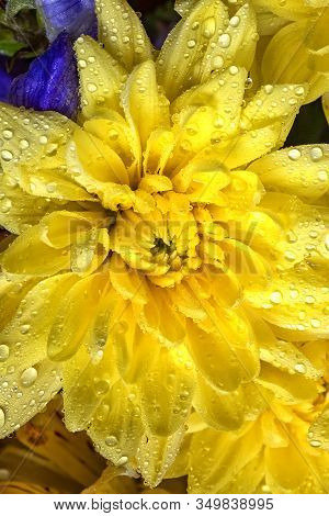 A Close View Of A Beautiful Yellow Chrysanthemum Flower With Water Drops.vertical View