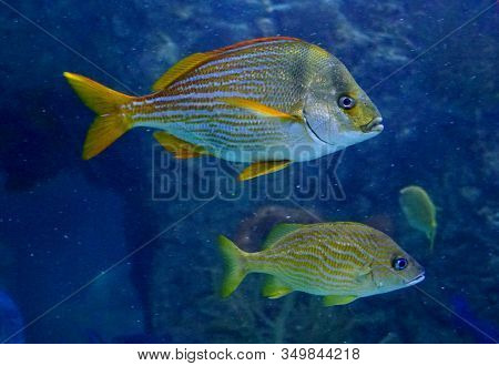 A French Grunt Fish Swimming Inside An Aquarium