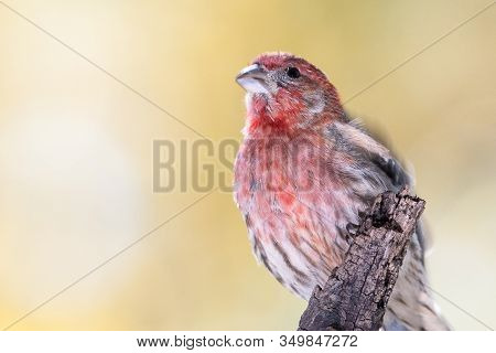 House Finch Perched Delicatly On A Slender Branch
