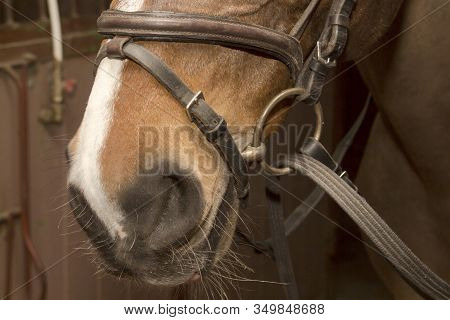 Muzzle Horse In Snaffle Bridle, The Lower Par