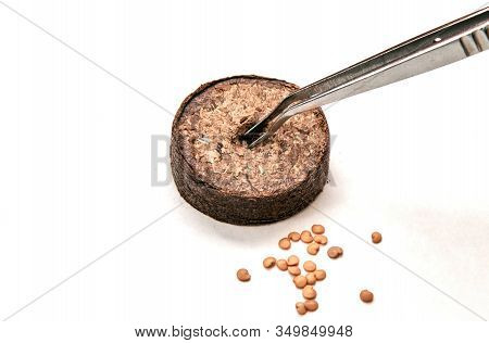 Pincet Lies On Tablets And Is Ready To Plant Seeds