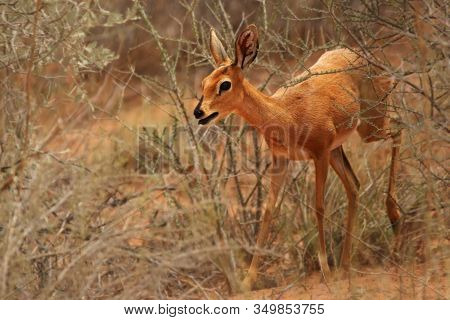 The Steenbok (raphicerus Campestris) Female Walking In Dry Bush. Evening Sun.