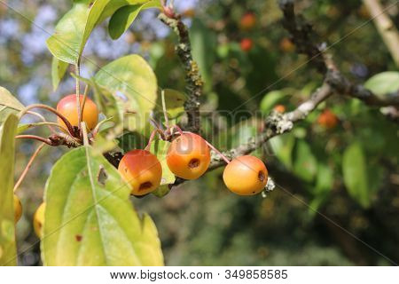 Orange Crab Apples, Malus X Zumi Variety Professor Sprenger, Hanging From A Tree In Late Summer With