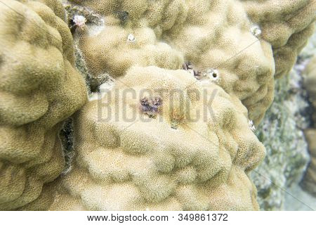 Beautiful Christmas Tree Worms On A Coral, Indonesia