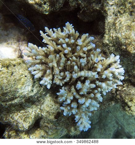 An Acropora Coral In New Caledonia